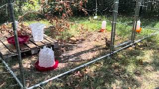 Free range quail pen