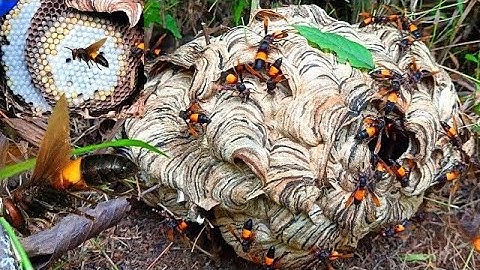 hướng dẫn cách gây mê ong vò vẽ chuẩn đơn giản nhất từ A-Z 2024