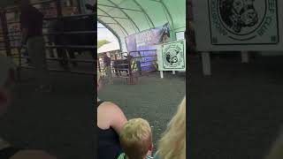 Northern Maine Fair Steer Auctions