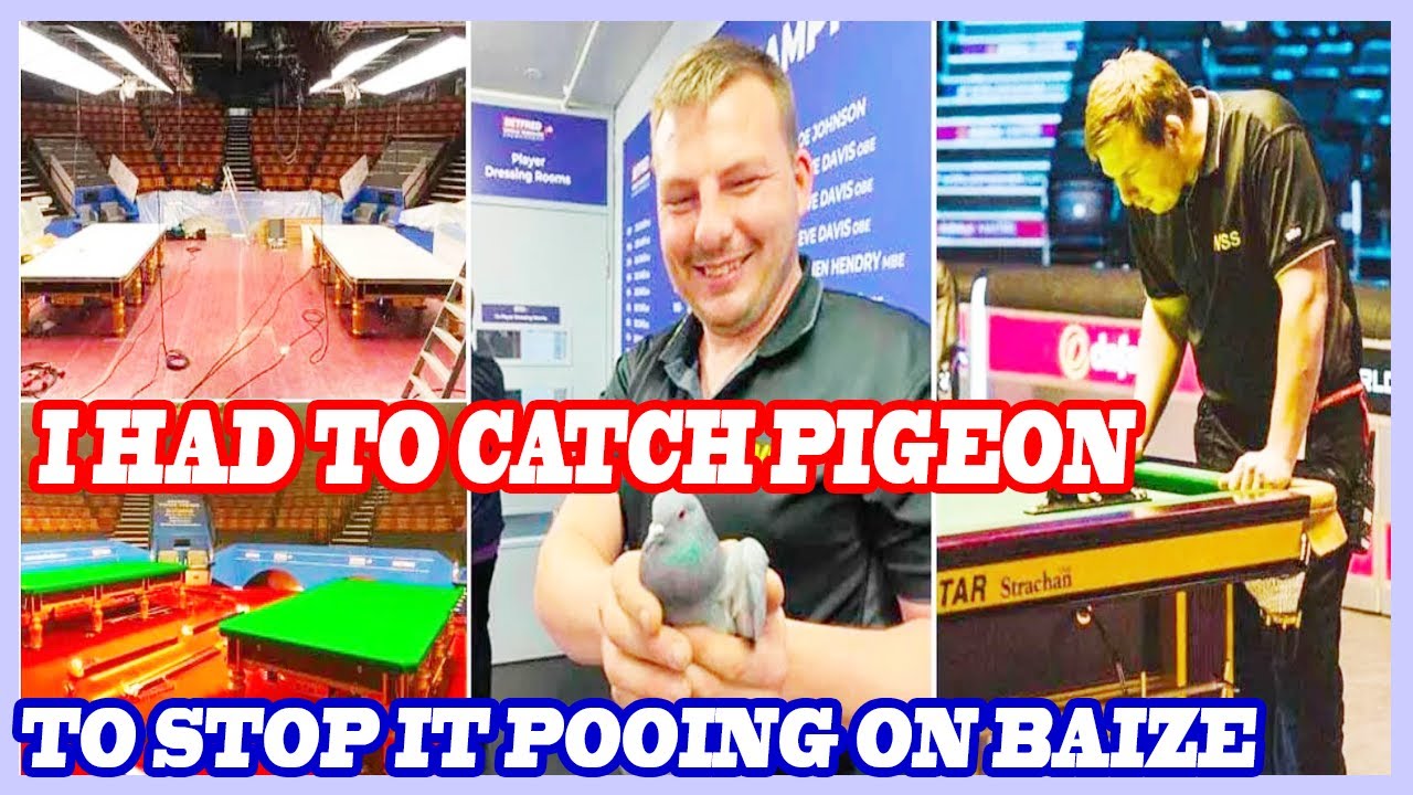 'I'm the Crucible's snooker table fitter – I had to catch pigeon to stop it pooing on baize'