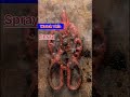 Most Satisfying Kitchen Scissors Restoration EVER #shorts