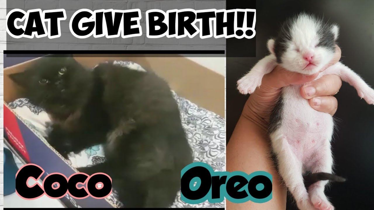 Cat Giving Birth Birth of Oreo Kitten Growth Stages Of Kitten 1