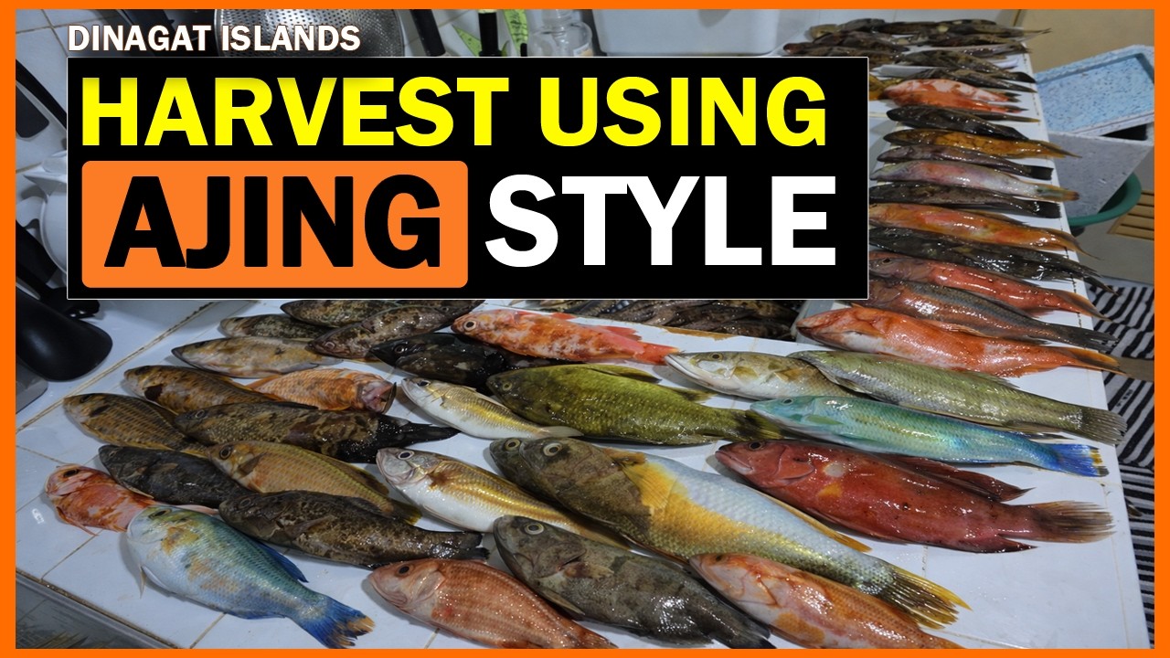 Ultimate Fishing | Ajing Style Harvest in Dinagat Islands (Multi-Species Action!) #harvest #ajing