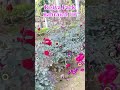 phool Gulab ka #reels #nature #minivlog #shortvideo #park #Riaiyapark Raciapark रिसियापार्क