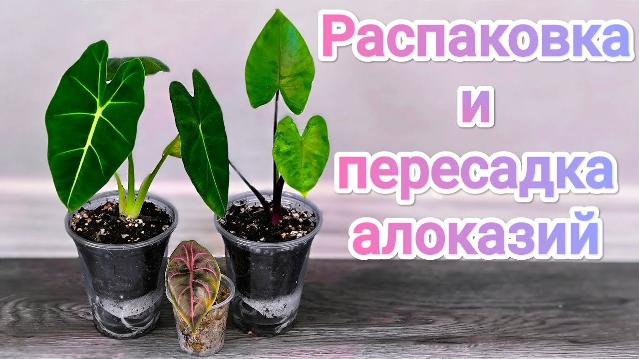 Распаковка и пересадка алоказий/сюрприз с корнями и клубнями