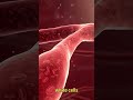 Blood Components Explained: Red Cells, White Cells, Platelets, Plasma | 3D Medical Animation