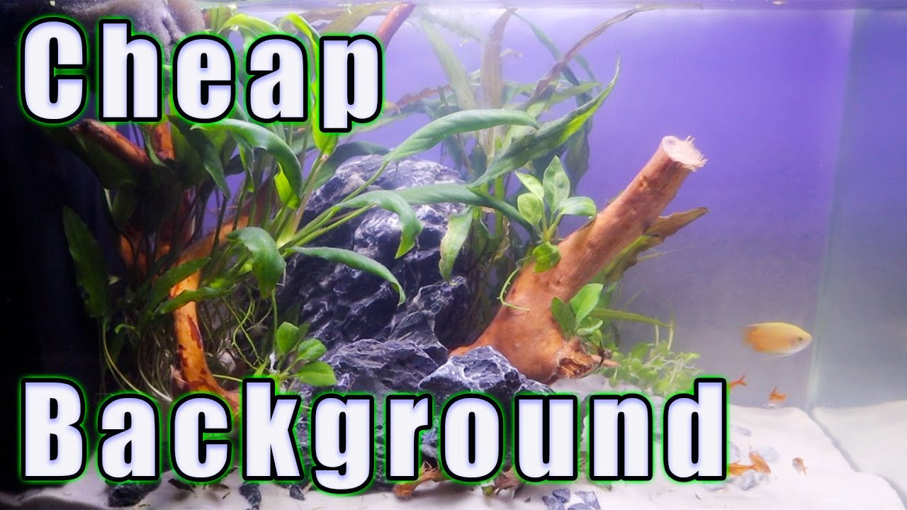 SWEET Aquarium Background For Just Pennies