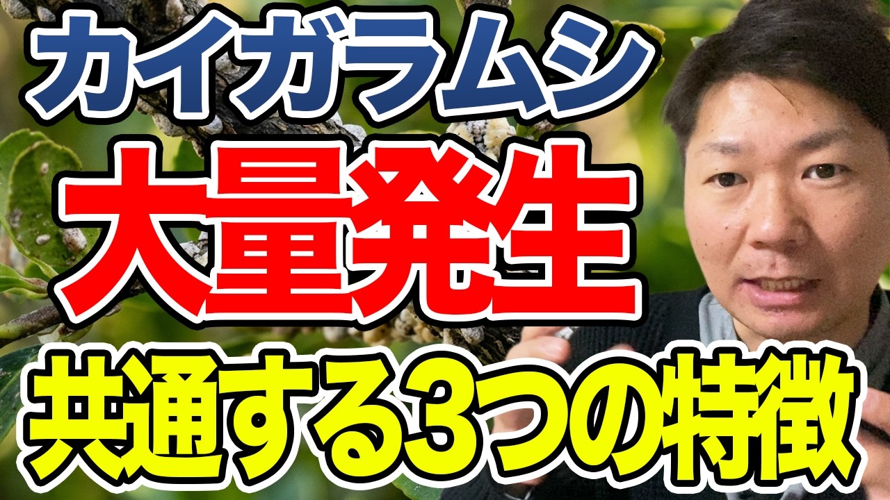 カイガラムシ大量発生する庭の特徴3つ