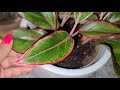 aglaonema roja