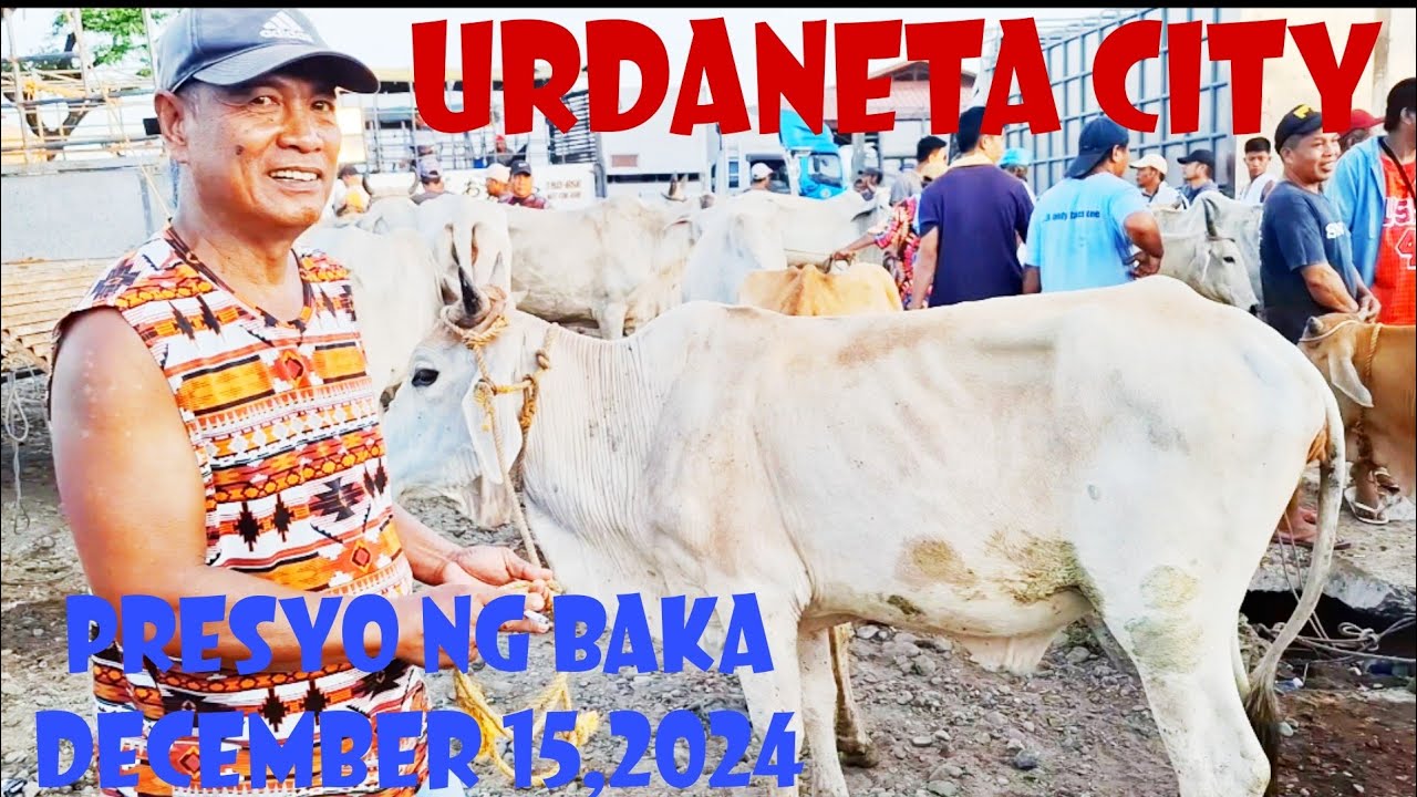 December 15, 2024 Update  Presyo ng Baka at Kalabaw sa Urdaneta City Livestock Market #livestock