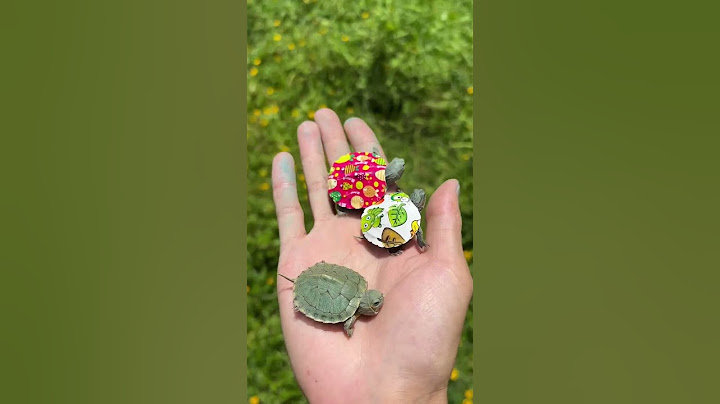 Where is the little turtle that exploded? |Chinese Mountain Forest Life And Food #MoTiktok #Fyp