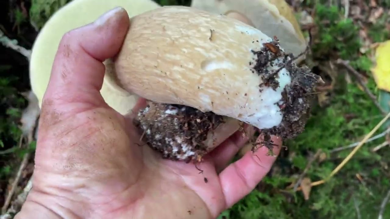 Picking mushrooms in the forest | รอบนี้เจอเห็ดผึ้งที่ไม่เคยออก ได้เห็ดเต็มตะกร้า