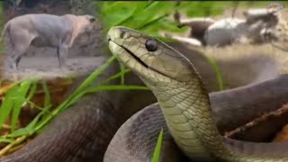 видео: Бу Илоннинг Бир Чакиши Шерни Питирлатиб Куйди /Кора Мамба -Улим Бусаси #hammaga_qiziq #кора_мамба картинка: Бу Илоннинг Бир Чакиши Шерни Питирлатиб Куйди /Кора Мамба -Улим Бусаси #hammaga_qiziq #кора_мамба