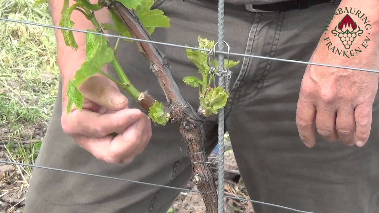 Ausbrechen und Triebkorrektur: 