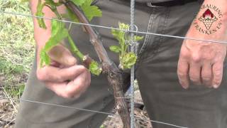 Ausbrechen und Triebkorrektur: "Sanfter Schnitt", Junger Stock screenshot 5