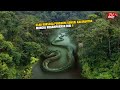 Inilah penampakan ular raksasa 40 meter penghuni sungai kalimantan yang baru ini gemparkan dunia