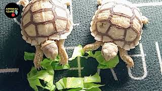 Tortoise mukbang lettuce