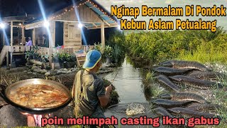 Nginap Bermalam Di Pondok Kebun Aslam Petualang..!!! Casting ikan gabus poin melimpah