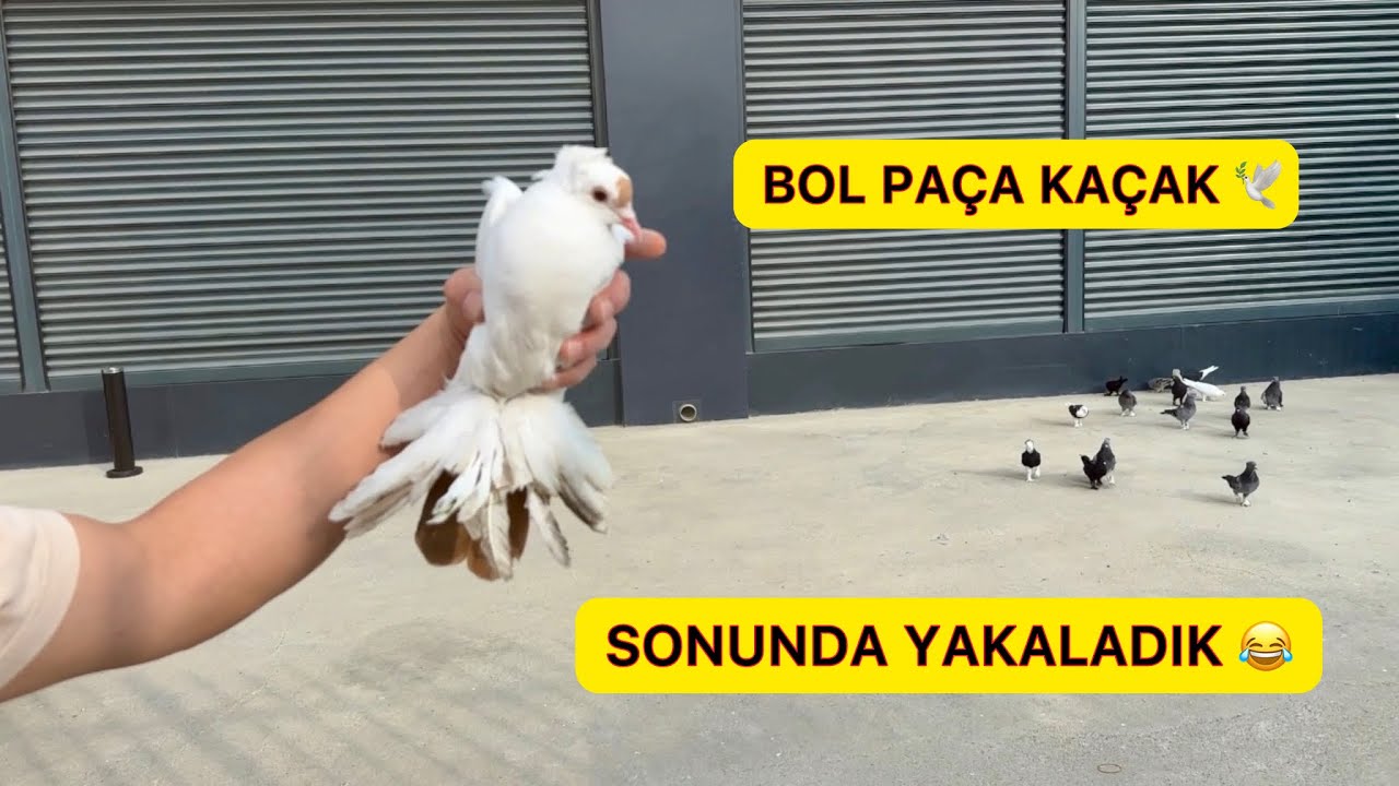 BOL PAÇA KAÇAK GÜVERCİN YAKALADIK 😄 YAVRULARA TOPLU UÇUM YAPTIK 🕊️ Kaçak Güvercin Yakalama