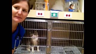Task 16 TPR Cat