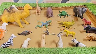 Embarking on an Epic Quest with Domestic Zoo Animals and Forest Animals for Children screenshot 3