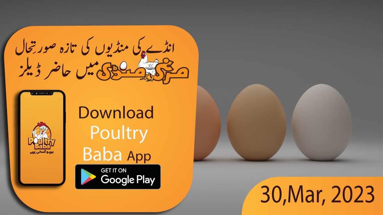 Today Egg Rate Position Daily Egg Rates Poultry Rates Egg Business in Pakistan poultry