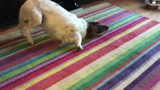 Paddy the mad English Springer Spaniel