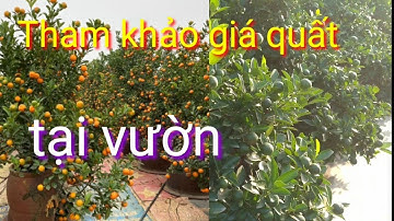 Tham khảo trực tiếp giá quất tết 2022 tại vườn, giá quất tết 2022 hợp lý: mua quất tết 0333.213.399