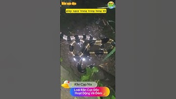 Rắn Cạp Nia – Bí Ẩn Loài Rắn Đêm Nguy Hiểm Nhất 🐍 ⚠️