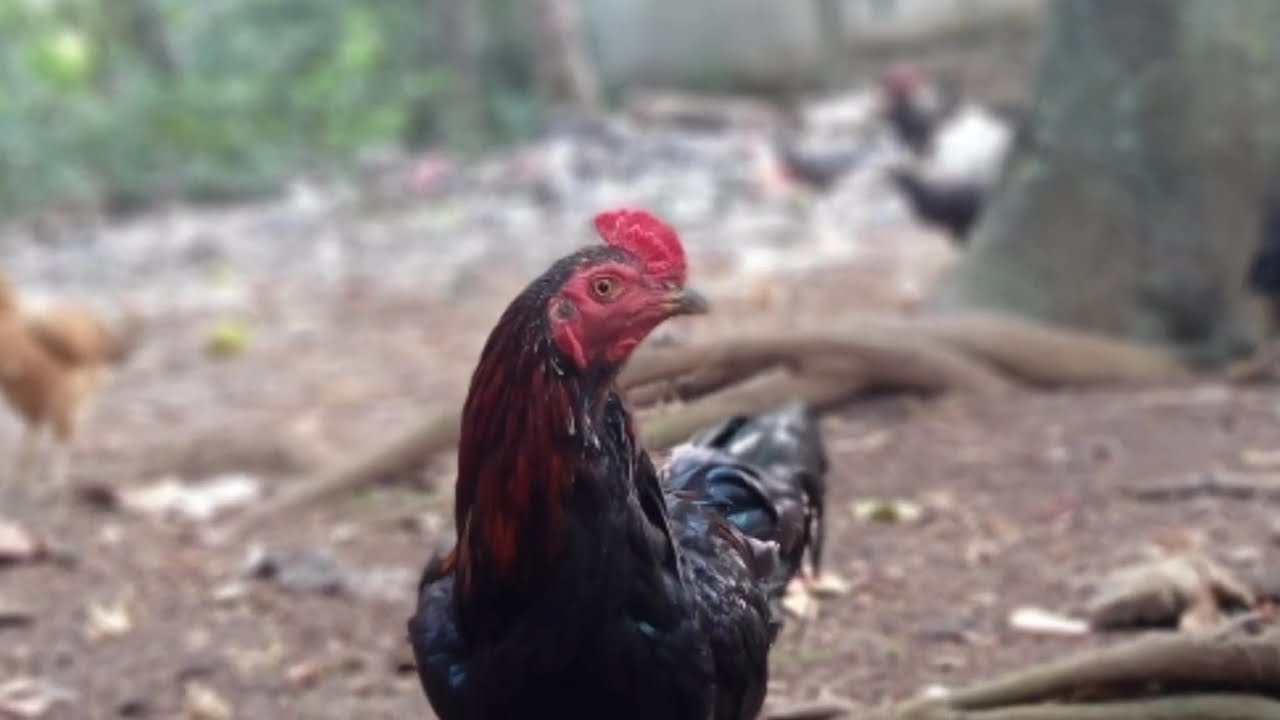 cara ternak ayam kampung skala rumahan atau umbaran 