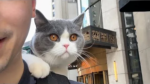 Video 4097781: loving british shorthair boys, adorable british shorthair, cat explores adorable