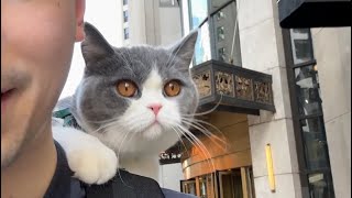 Adorable Shoulder Cat Explores Downtown Chicago