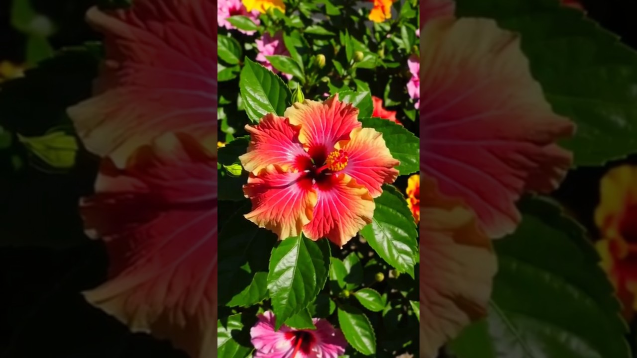 Como abonar con las cascaras del platano #plantas #abonoscaseros