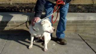 Casper-Available For Adoption At The Humane Society Of Missouri