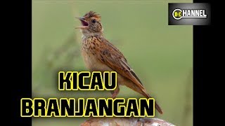 Gila ini baru yang namanya branjangan jinak dan gacor
