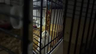 Хомяк Крекер ест вкусняшку. #funny #хомяк #pets