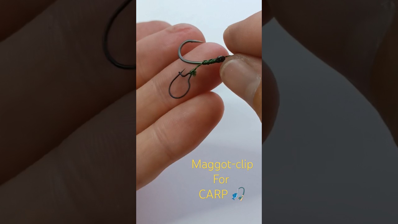 MAGGOT CLIPS FOX PAR 10 - PECHE CARPE