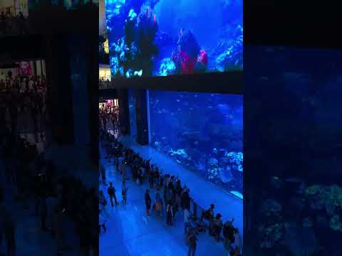 Amazing Dubai Aquarium in Dubai Mall | Underwater World near Burj Khalifa