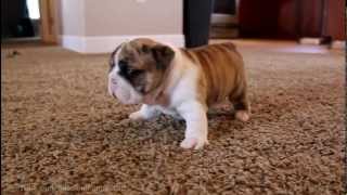 The Cutest Puppies Compilation