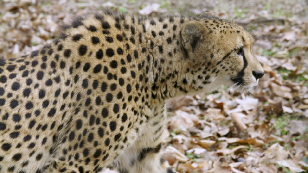 Smithsonian's National Zoo's Cheetah Conservation Station - YouTube