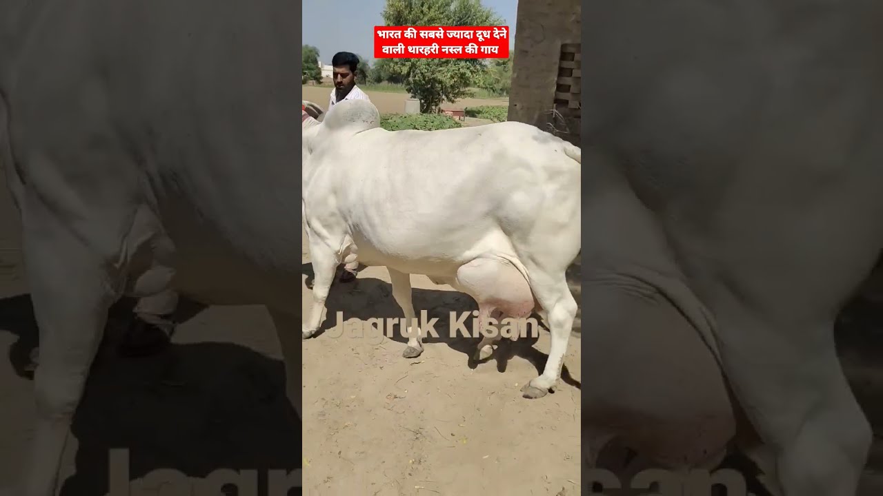 Punganur Cow: इस वीडियो में जानें दुनिया की सबसे छोटी गाय की कहानी | Desi Cow Breed | Kisan Tak