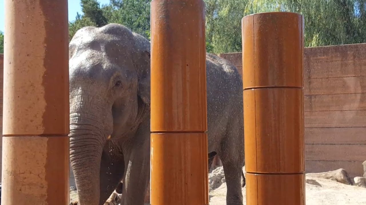 Chang køles af med bad | Copenhagen Zoo