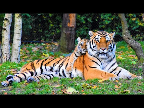 We teach animals