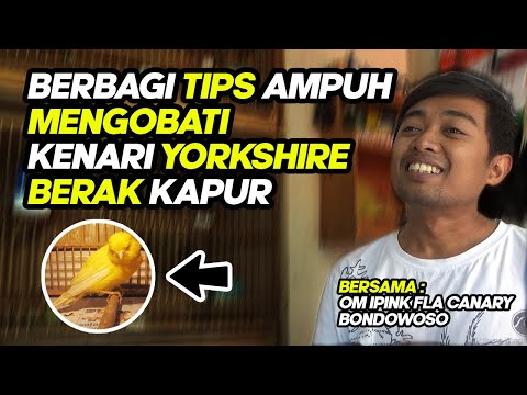 cara-ampuh-mengobati-kenari-yorkshire-mencret-dan-berak-kapur-|-ala-om-ipink-|-part-1