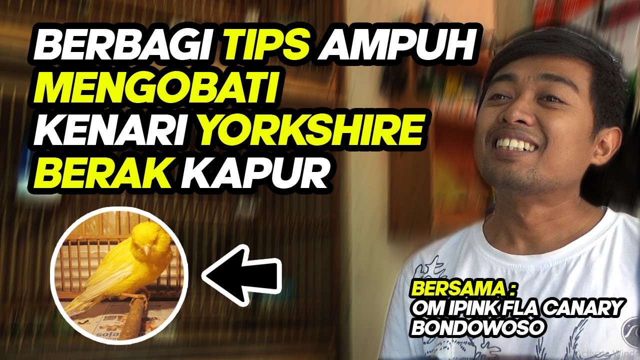 Cara Ampuh Mengobati Kenari Yorkshire Mencret dan Berak Kapur | ala Om