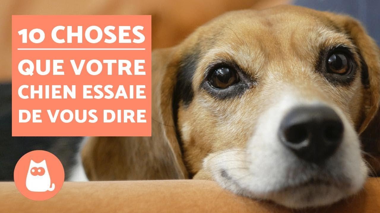 pourquoi mon chien s’étire devant moi