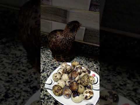 السمان وبيض السمان شوفوا فوائده