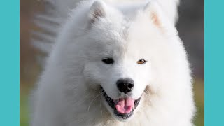 #2 Navigating the Challenges💥 Insights from Experienced Samoyed Owners💚 by Pets Avenues 9 views 11 months ago 2 minutes, 48 seconds