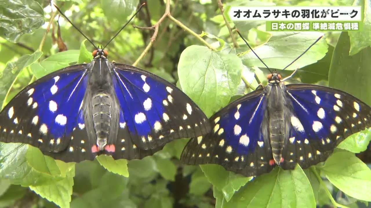 Japan's national butterfly, a near-threatened species, is at peak