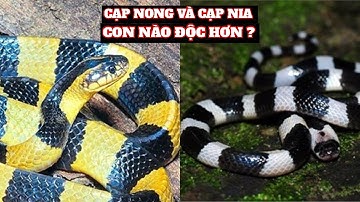 Rắn Cạp Nong Và Cạp Nia | Ai là Vua Rắn Việt Nam | Con Nào Độc hơn | Nói Bạn Nghe